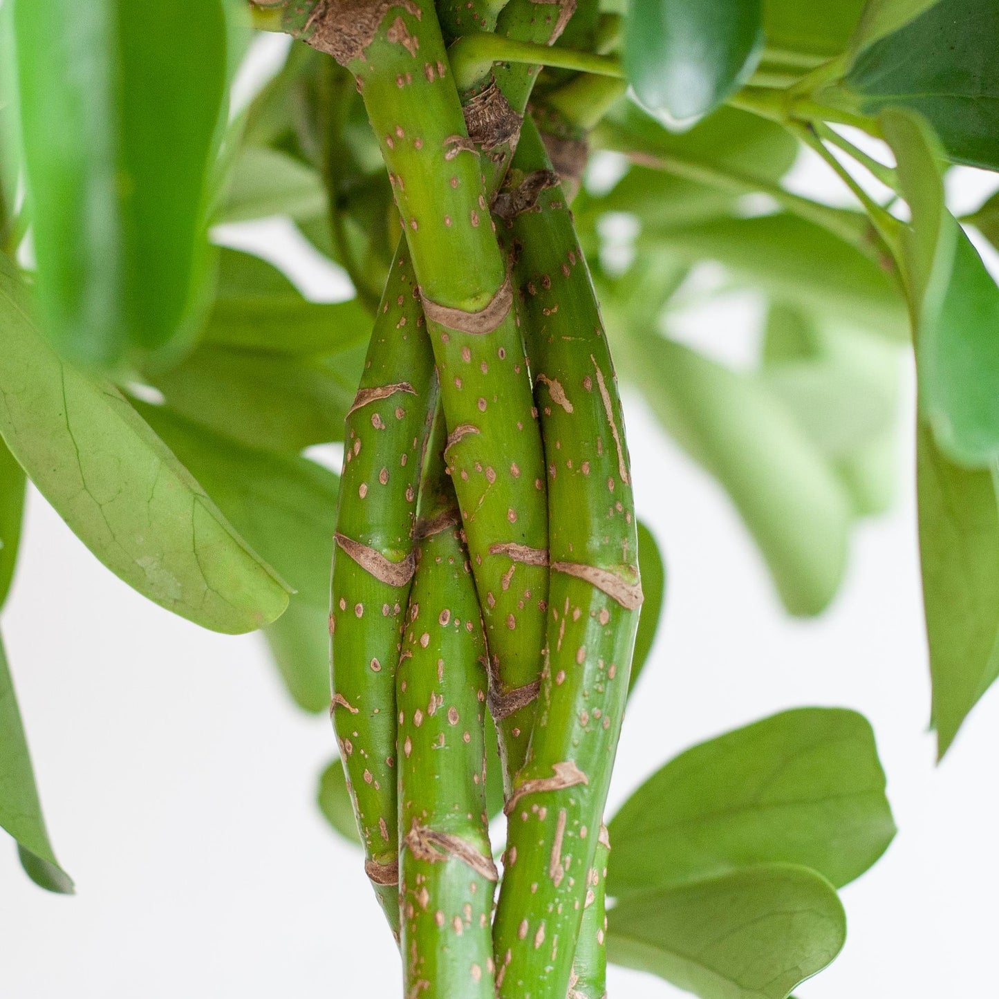 🌿 Schefflera Arboricola ‘Nora’ – Vingerplant met Vibers Pot Wit
