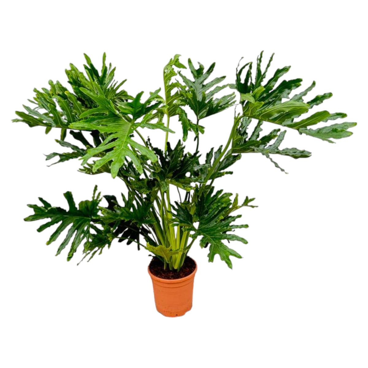 🌿 Philodendron Selloum – Grote tropische kamerplant