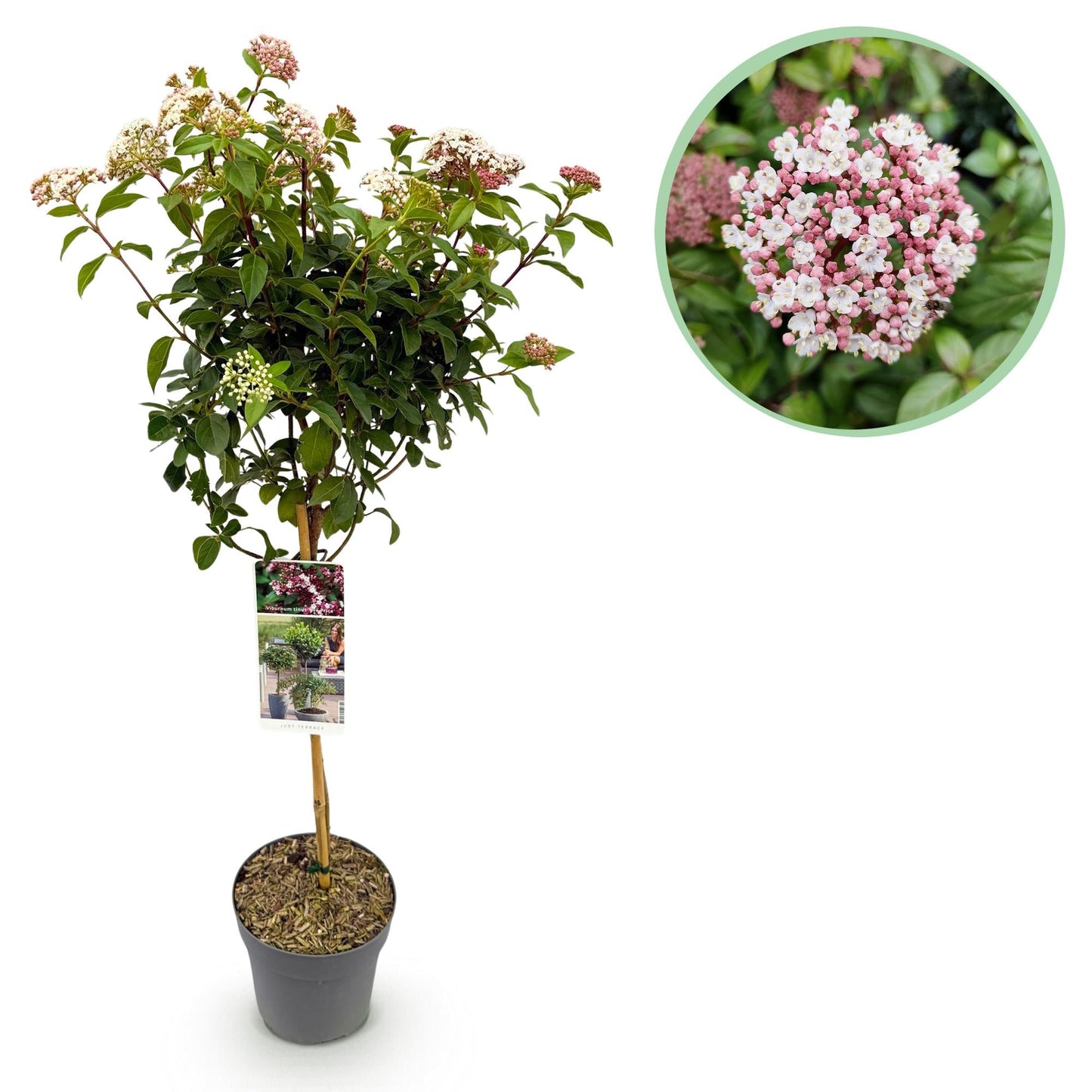 🌸 Viburnum tinus ‘Eve Price’ – Viburnum op Stam