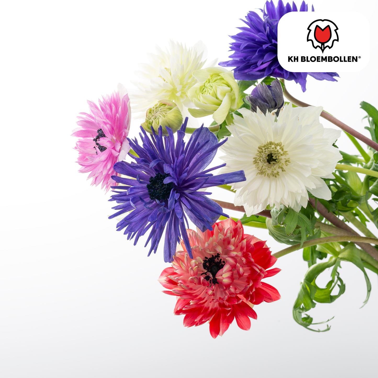 Anemonen Dubbel 🌼 | Mix van Bloembollen – Rijkbloeiend & Kleurrijk (30 stuks)