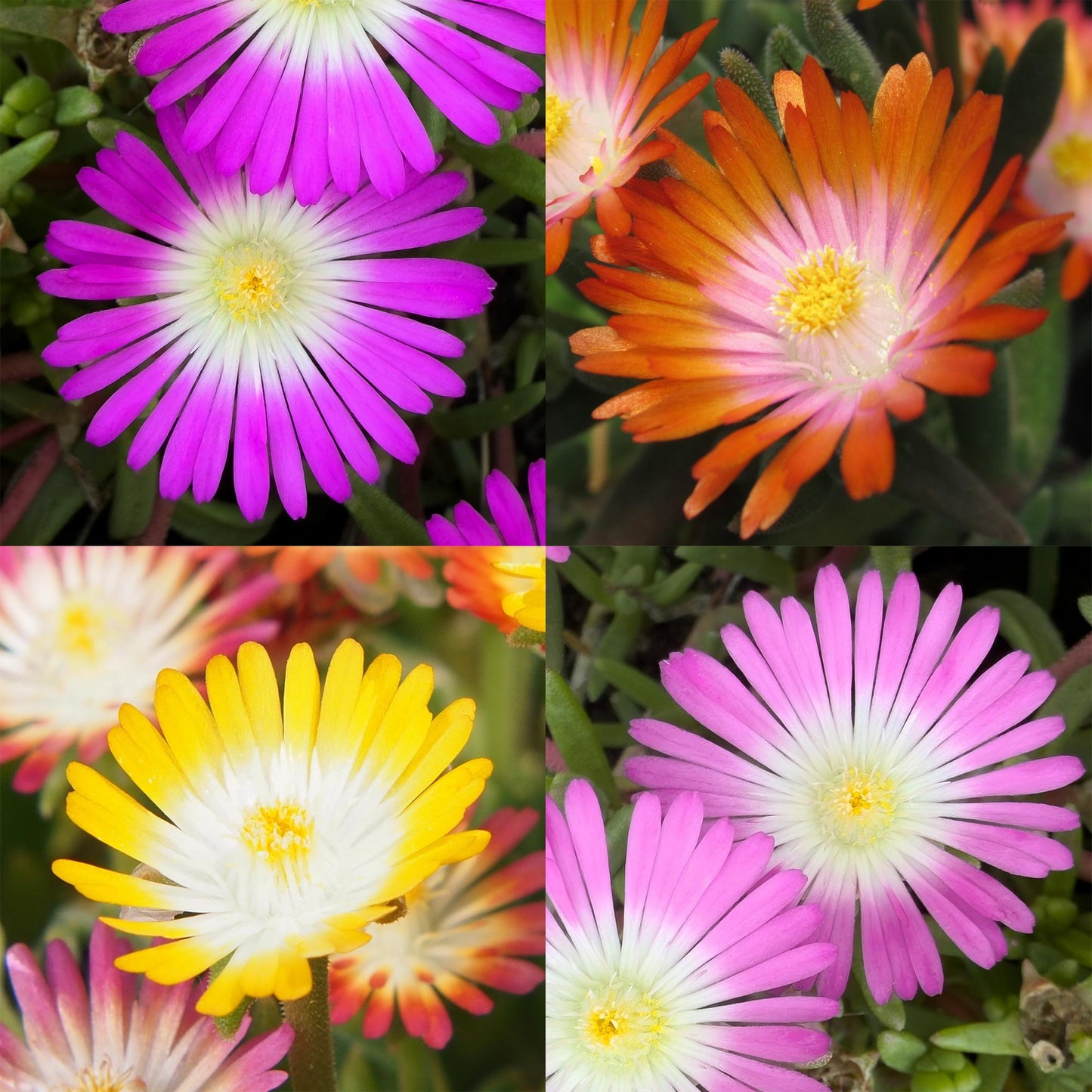 🌸 Delosperma ‘Jewel of Desert’ Mix – IJsbloem | (8 stuks)