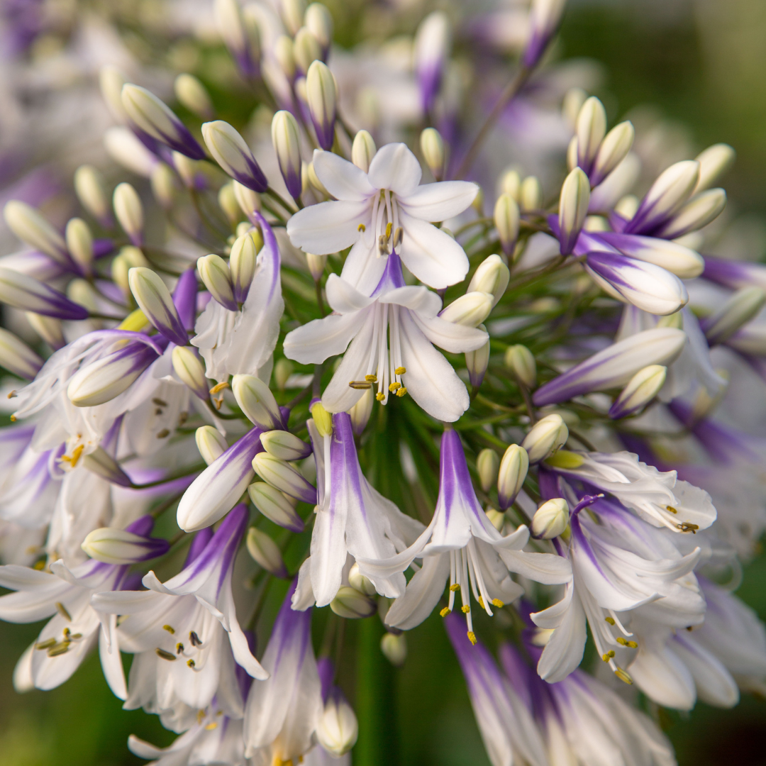 🌿 Agapanthus 'Fireworks' – Spectaculaire Afrikaanse Lelie