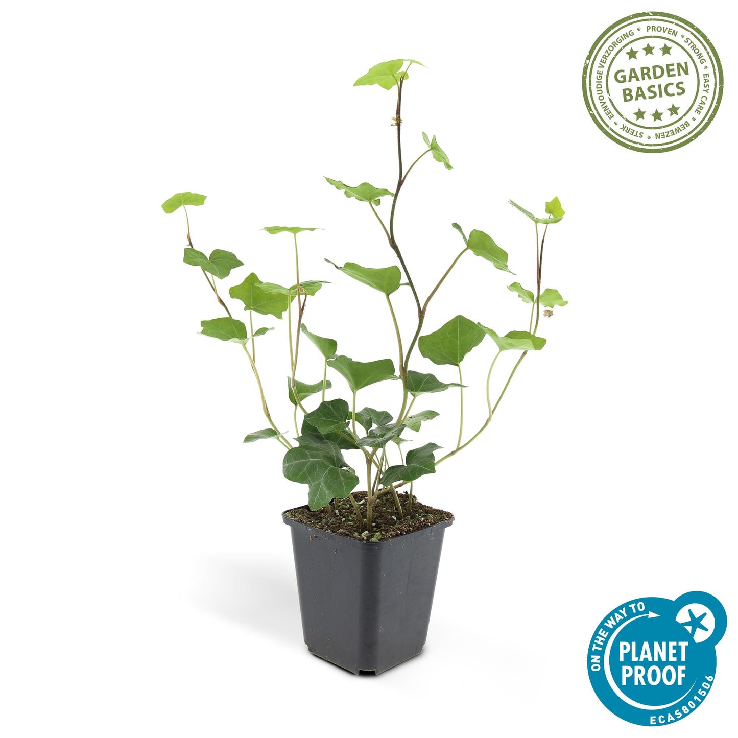 🌿 Hedera hibernica – Winterharde Klim- en Bodembedekker (24 stuks)