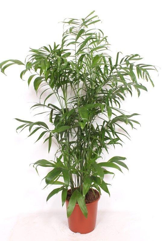 🌴 Chamaedorea Seifrizii – Grote Bamboepalm met Tropische Uitstraling