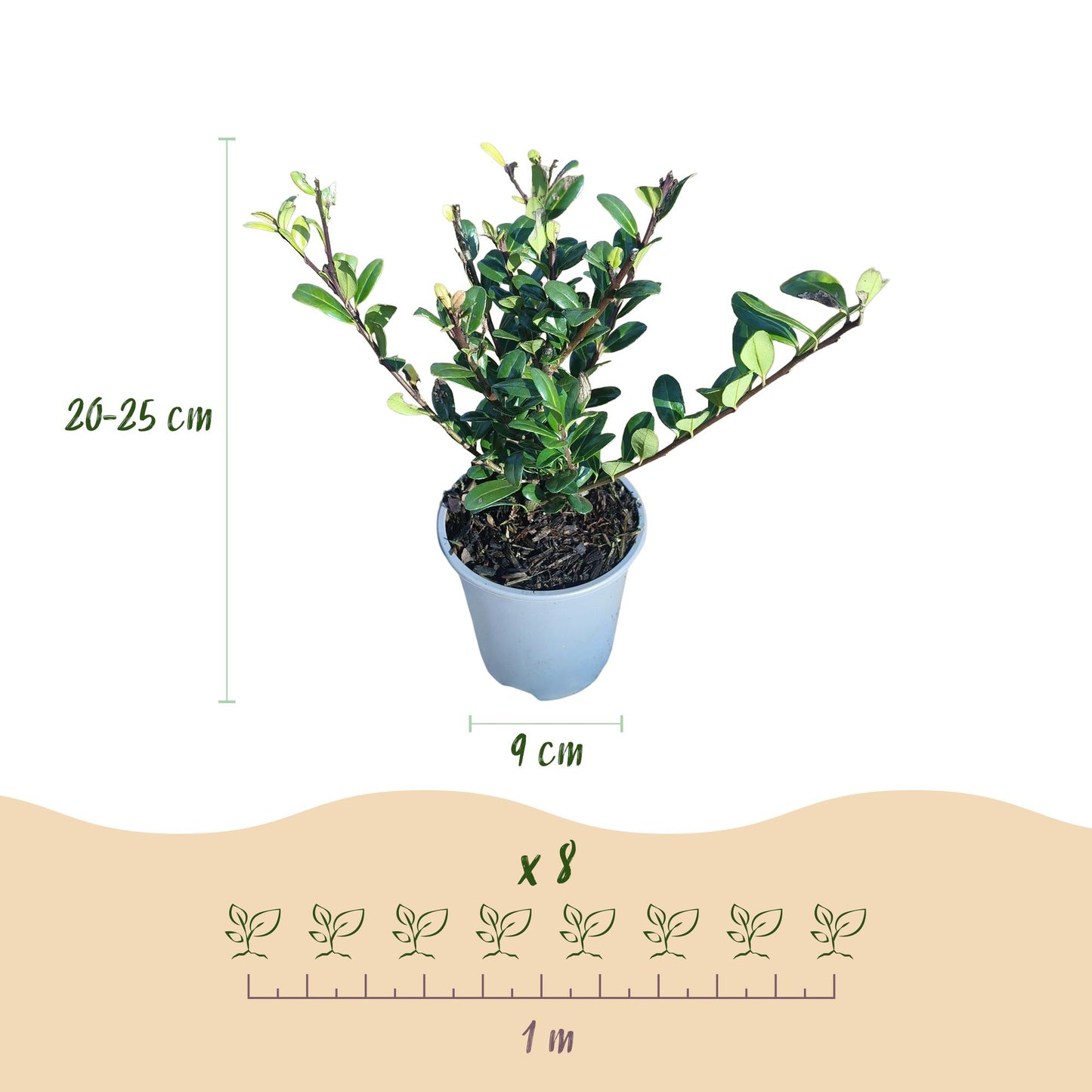 🌿 Ilex crenata ‘Caroline Upright’ | Buxus Vervanger Haag (8 Stuks)
