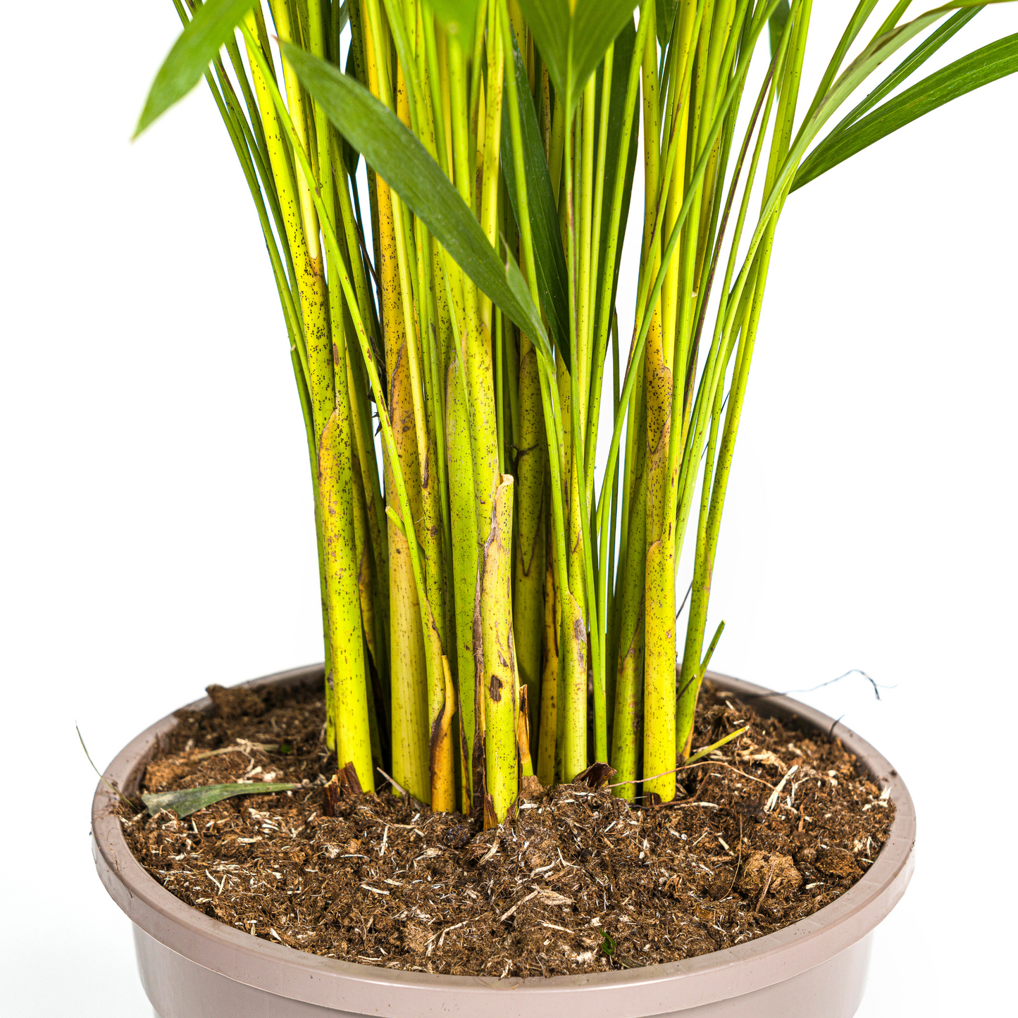 🌿 Dypsis lutescens – Areca Palm