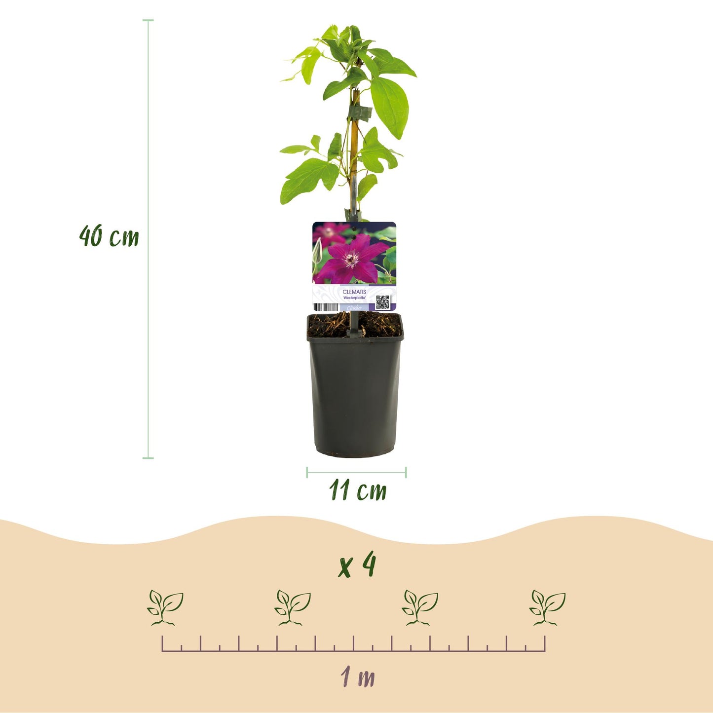 ❤️ Clematis ‘Westerplatte’ – Klimplant (2 Stuks)
