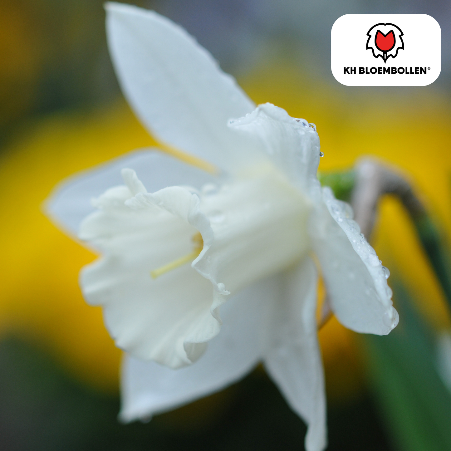 🌼 Narcis ‘Snow Baby’ Vroege Voorjaarsfavoriet (20 stuks)