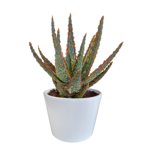 🌵 Aloë zebrina ‘Dannyz’ –  Witte pot