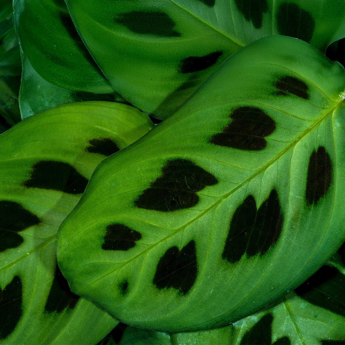 🌿 Maranta Fascinator Kerchoveana – Zebraplant