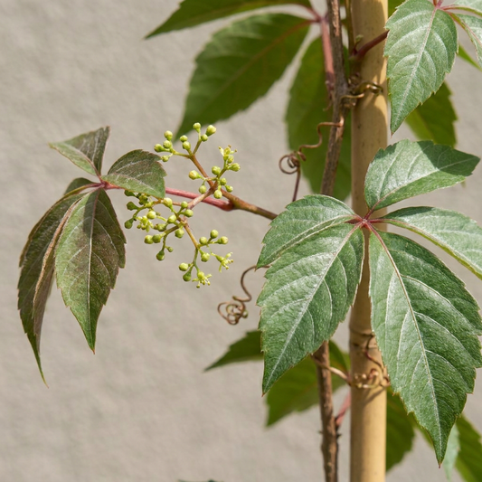 🍁 Parthenocissus henryana – Chinese wingerd – Klimplant