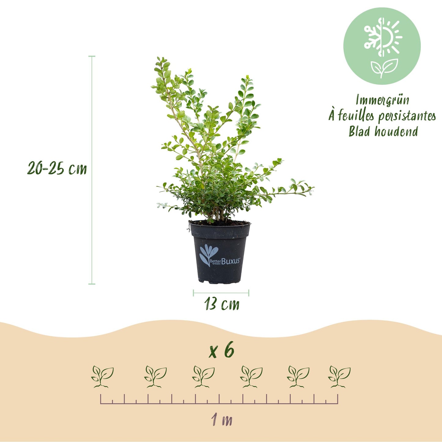 🌿 BetterBuxus Babylon Beauty | Buxus Haag (12 Planten)