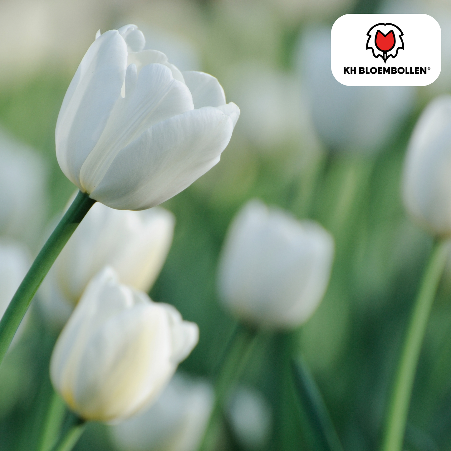 🌷 Tulpenbollen ‘Catherina’ – Witte Tulp (20 Stuks)