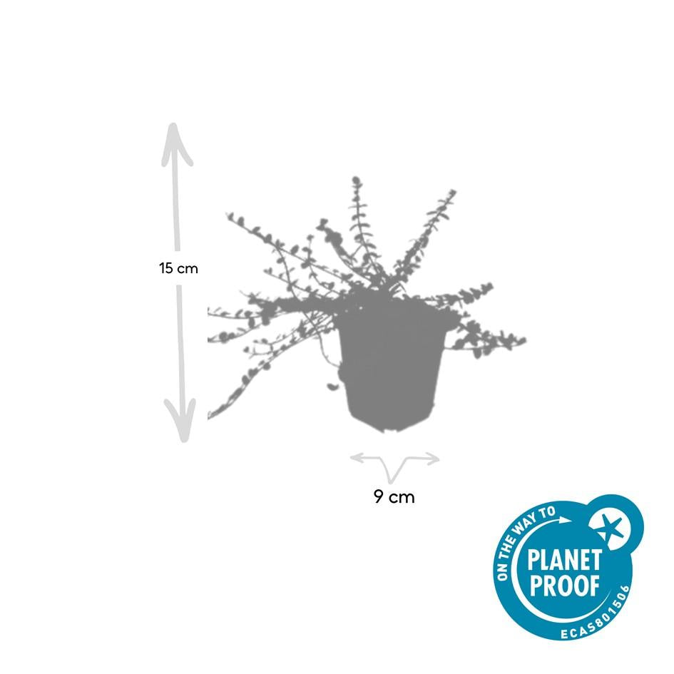 🌿 Euonymus fortunei ‘Minimus’ | Fijne Bodembedekker (48 Stuks)