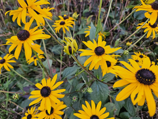 🌻 Rudbeckia fulgida ‘Goldsturm’ – Zonnehoed (6 Stuks)