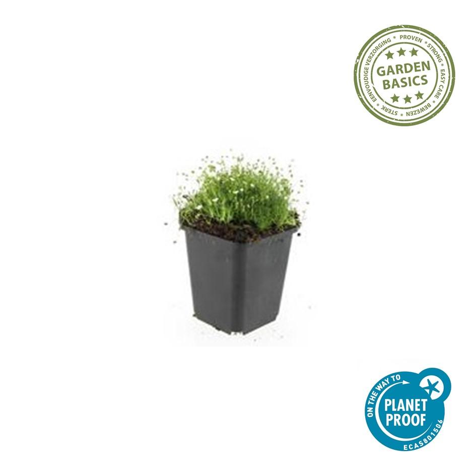 🌿 Sagina subulata – Winterharde Iers Mos Bodembedekker (48 stuks)