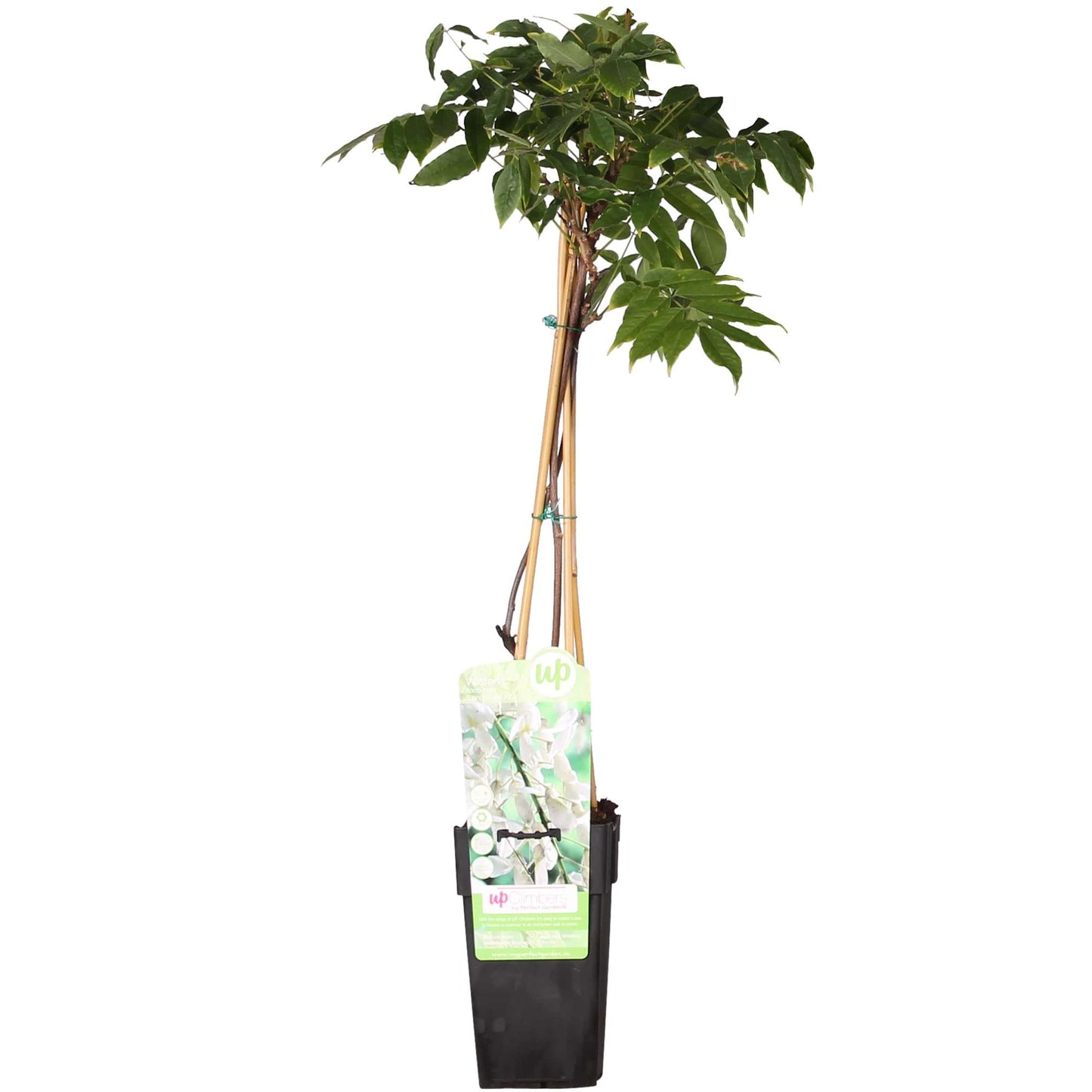 🤍 Wisteria floribunda ‘Alba’ – Witte Blauwe Regen