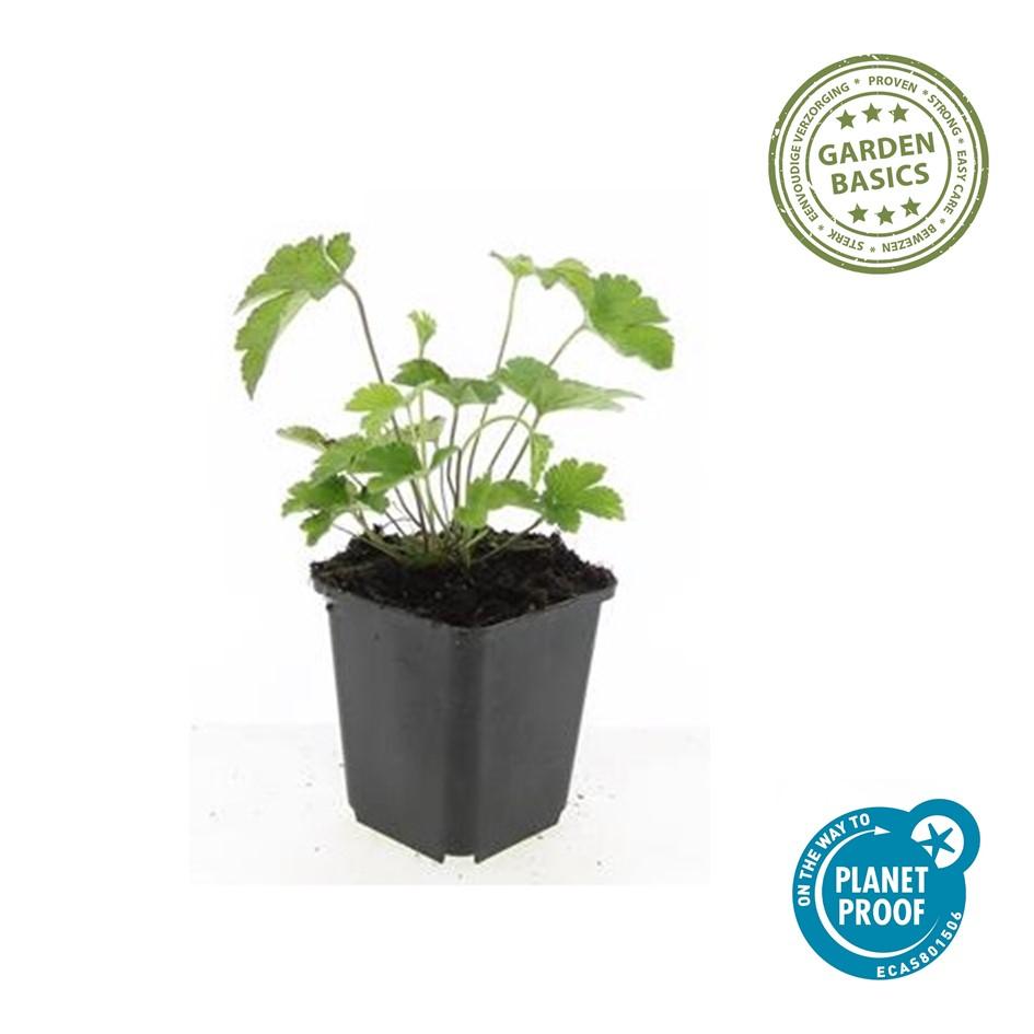 🌸 Anemone tomentosa ‘Robustissima’ – Herfstanemoon (6 Stuks)