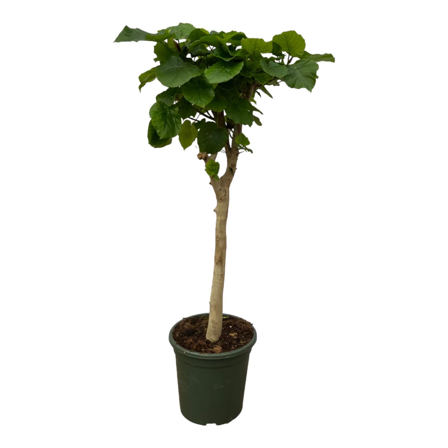 🌿 Ficus Umbellata op stam
