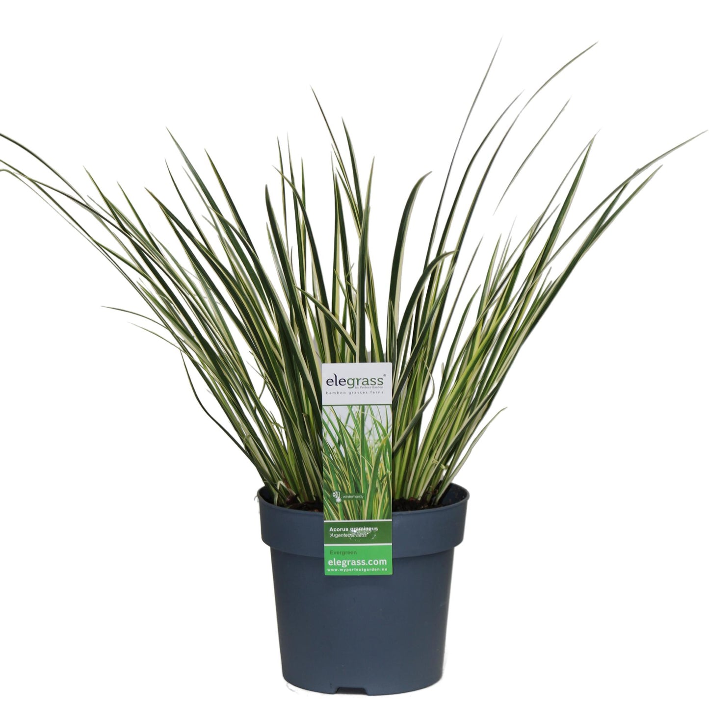 🌿 Acorus gramineus ‘Argenteostriatus’ – Bonte Japanse Kalmoes