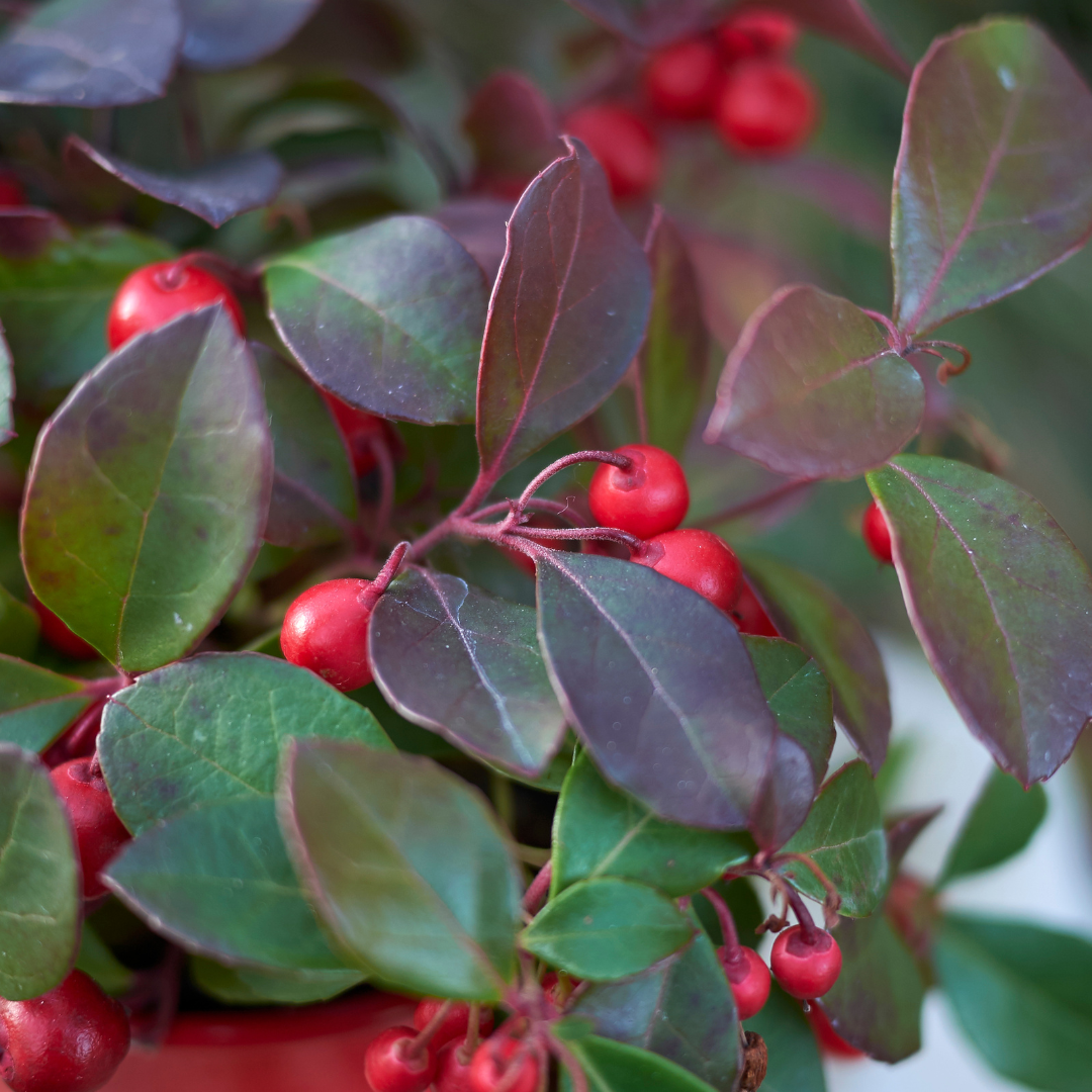 ❄️ Gaultheria ‘Big Berry’ – Wintergroene Bodembedekker met Rode Bessen (6 stuks)