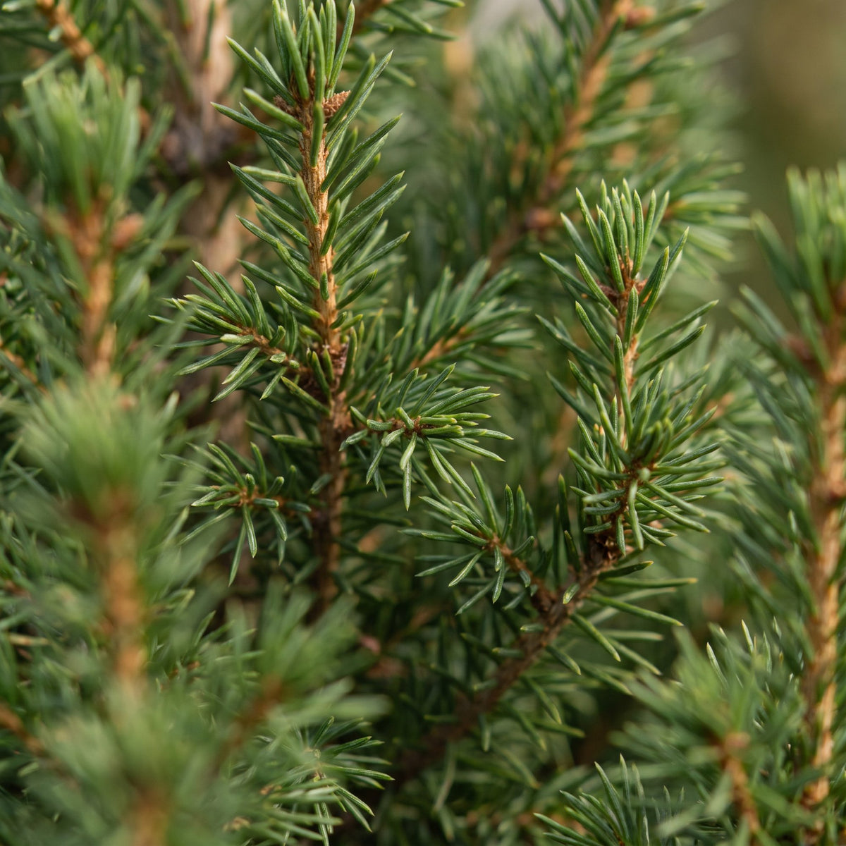 🎄 Picea glauca ‘Conica’ – Groene kegelspar