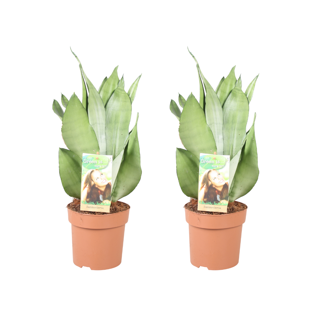 🌿 Sansevieria ‘Moonshine’ | Set van 2 Sterke Kamerplanten