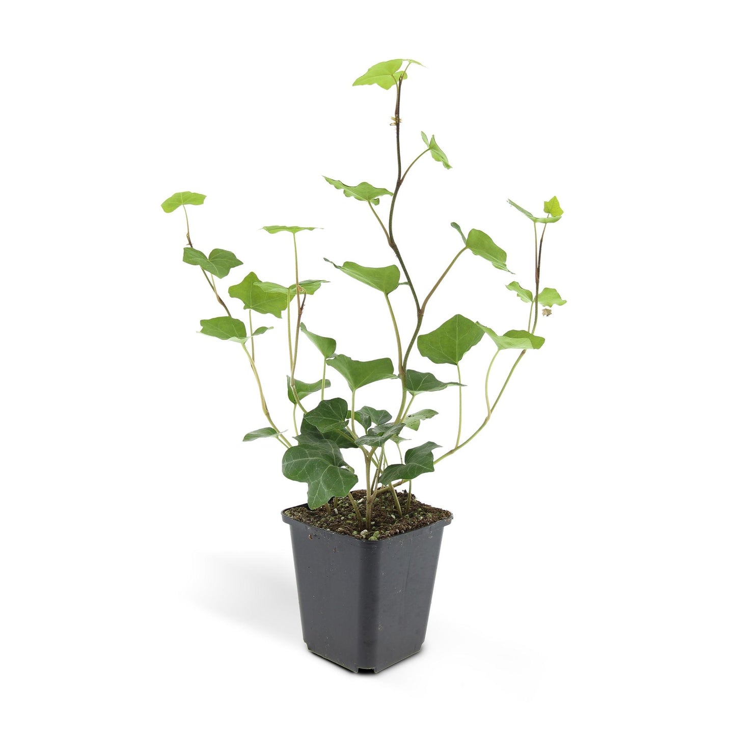 🌿 Hedera hibernica – Winterharde Klim- en Bodembedekker (24 stuks)