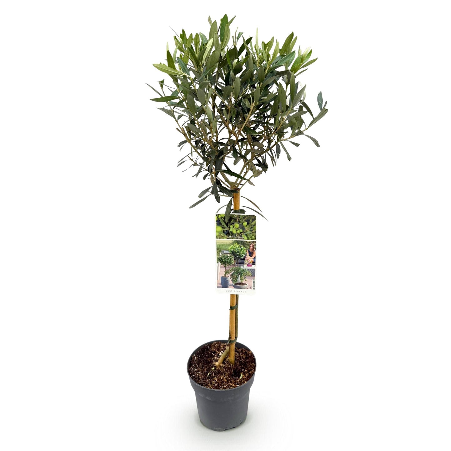 🌳 Olea europaea – Olijfboom op Stam