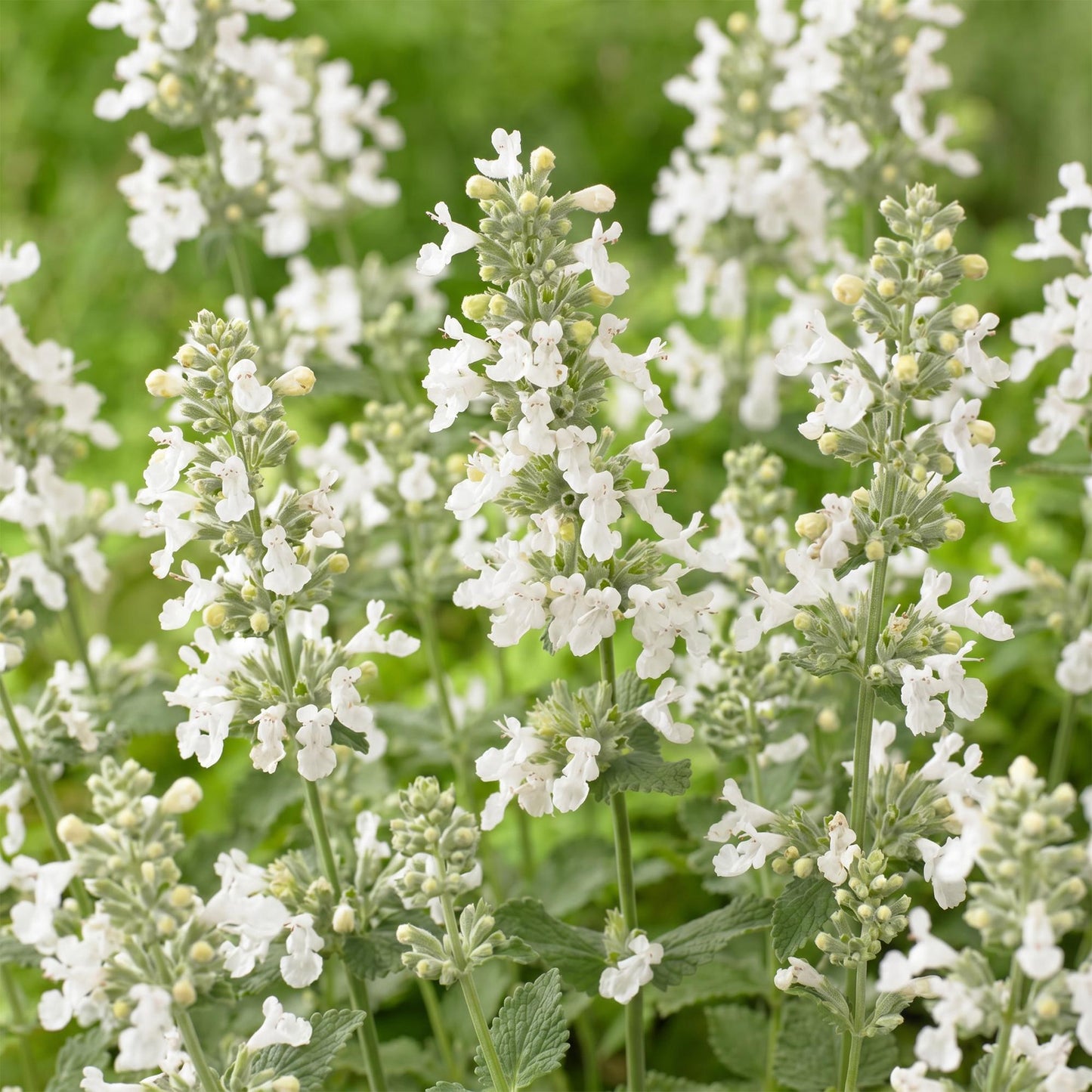 🌿 Nepeta × faassenii 'Snowflake' – Wit Kattenkruid | 3 stuks