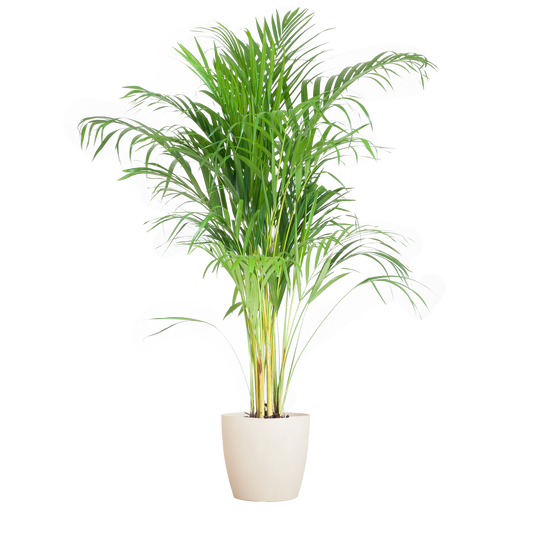 🌴 Areca Palm (Dypsis) – Goudpalm met Vibers Pot Wit