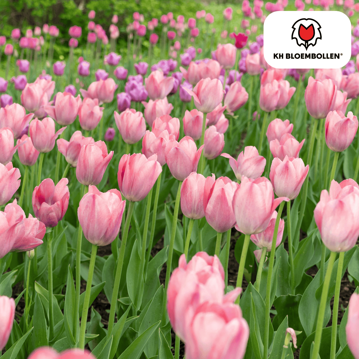 🌷 Tulpenbollen ‘Apricot Delight’ – Roze-Apricot Tulp (20 Stuks)