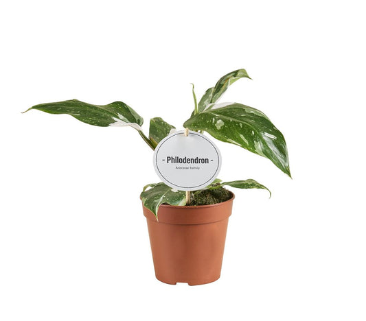 🌿 Philodendron White Princess | Bijzondere Kamerplant