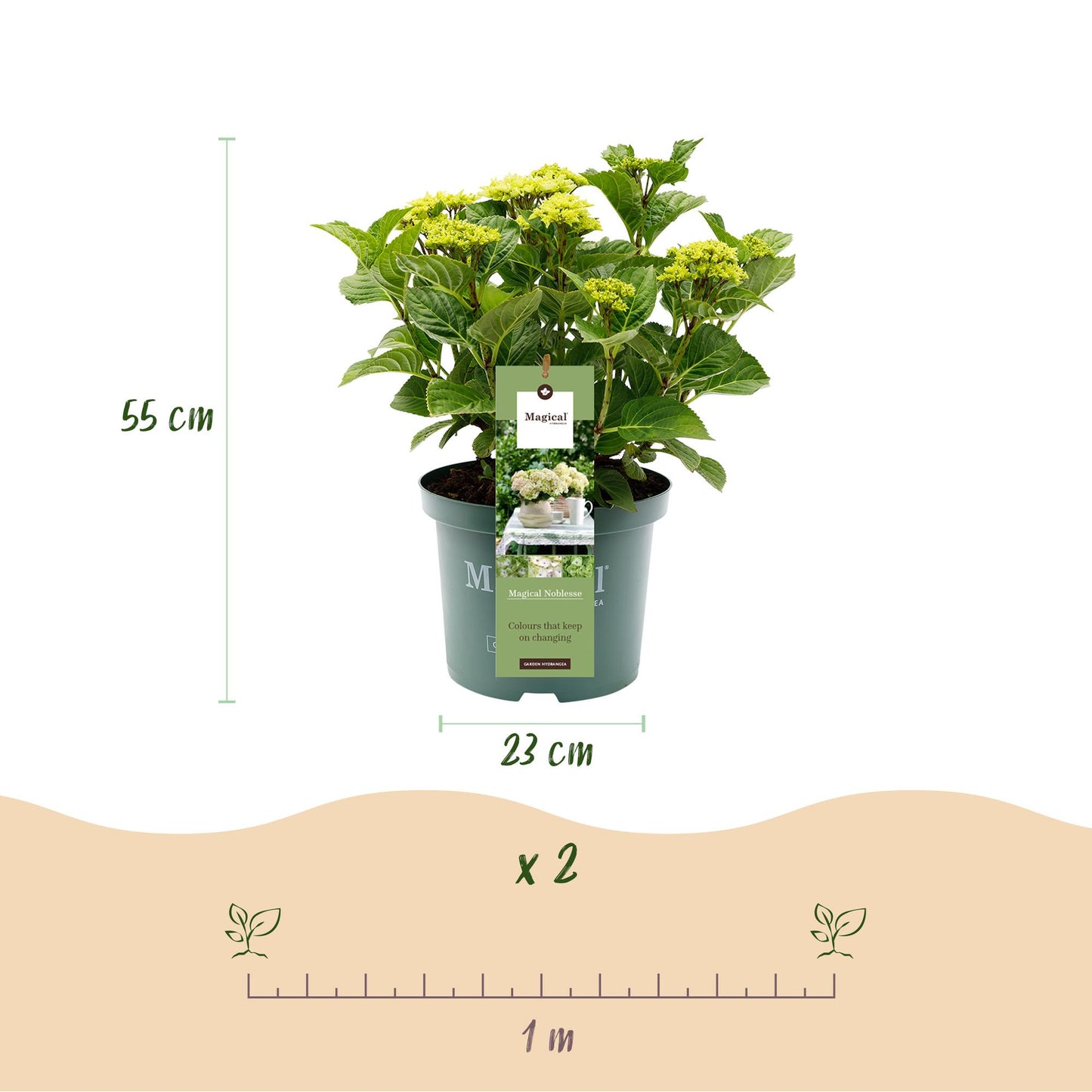 🤍 Hydrangea ‘Magical Noblesse’ – Witte Hortensia