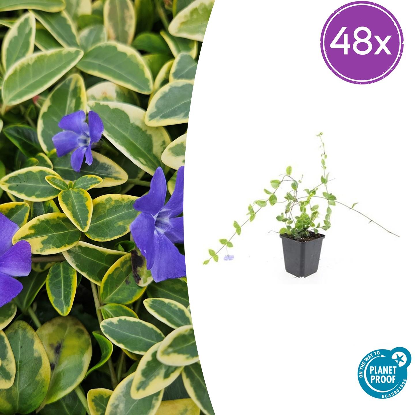 48x Vinca minor ‘Blue and Gold’ – Bodembedekker – ↕10-25 cm – Ø9 cm
