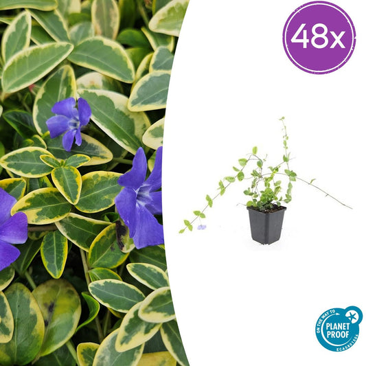 Vinca minor ‘Blue and Gold’ – Winterharde Bonte Bodembedekker (48 stuks – ca. 4–8 m²)