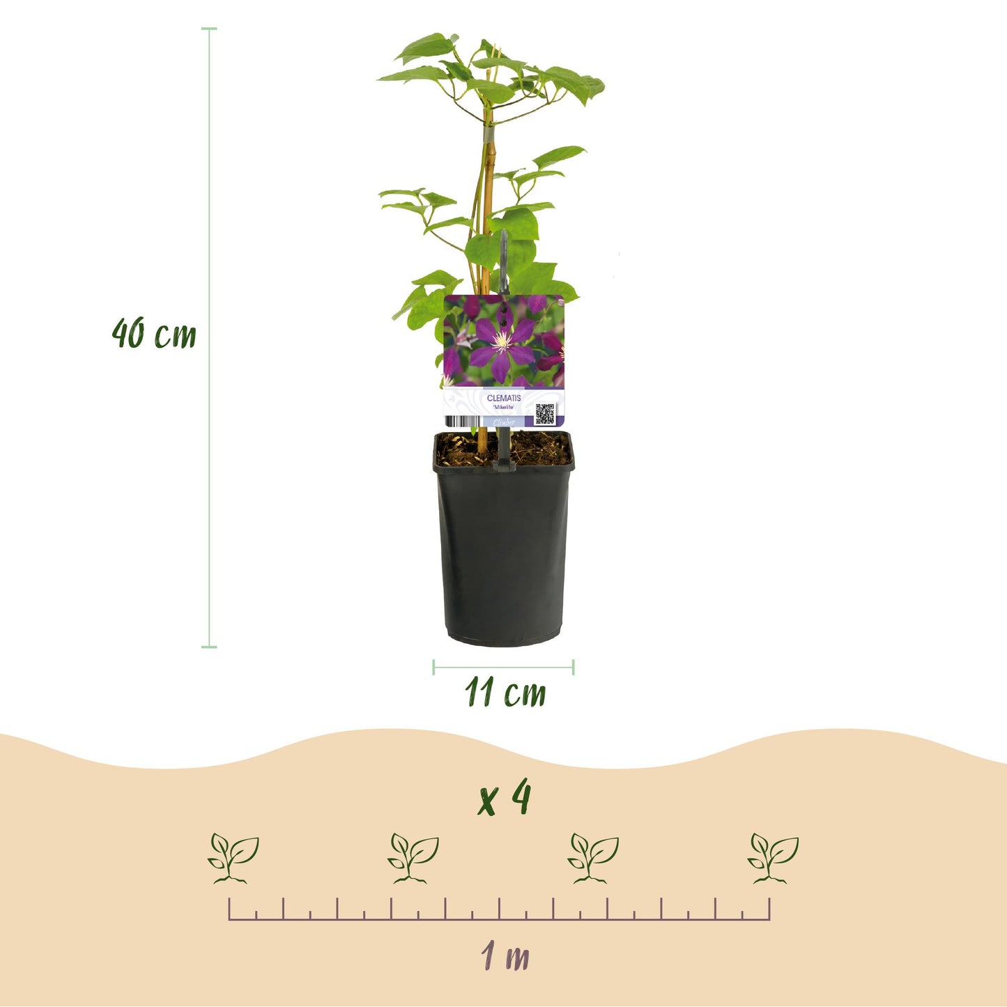 💜 Clematis ‘Mikelite’ – Klimplant (2 Stuks)