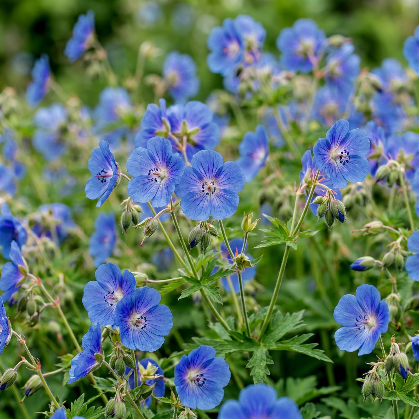 🌿 Geranium 'Johnson's Blue' – Ooievaarsbek | 3 stuks