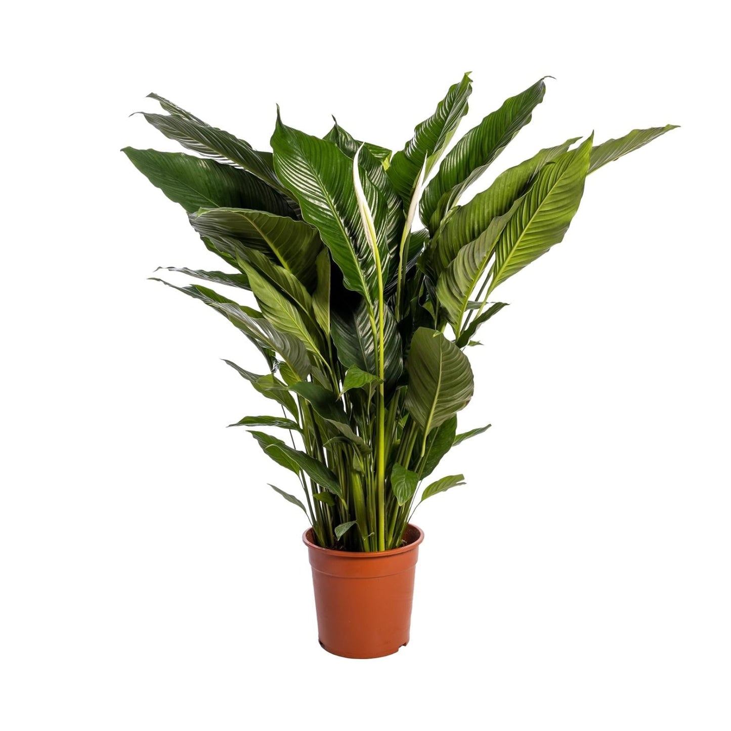 🌿 Spathiphyllum ‘Sweet Sebastiano’ Lepelplant