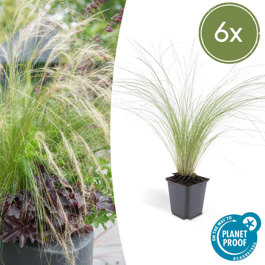 🌾 Stipa tenuissima ‘Ponytails’ – Fijnbladig Winterhard Siergras (6 stuks)