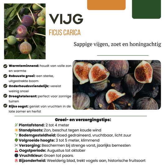 🍓 BIO Fruitplanten Mix ‘Zoete Oogst’ (3 Stuks)