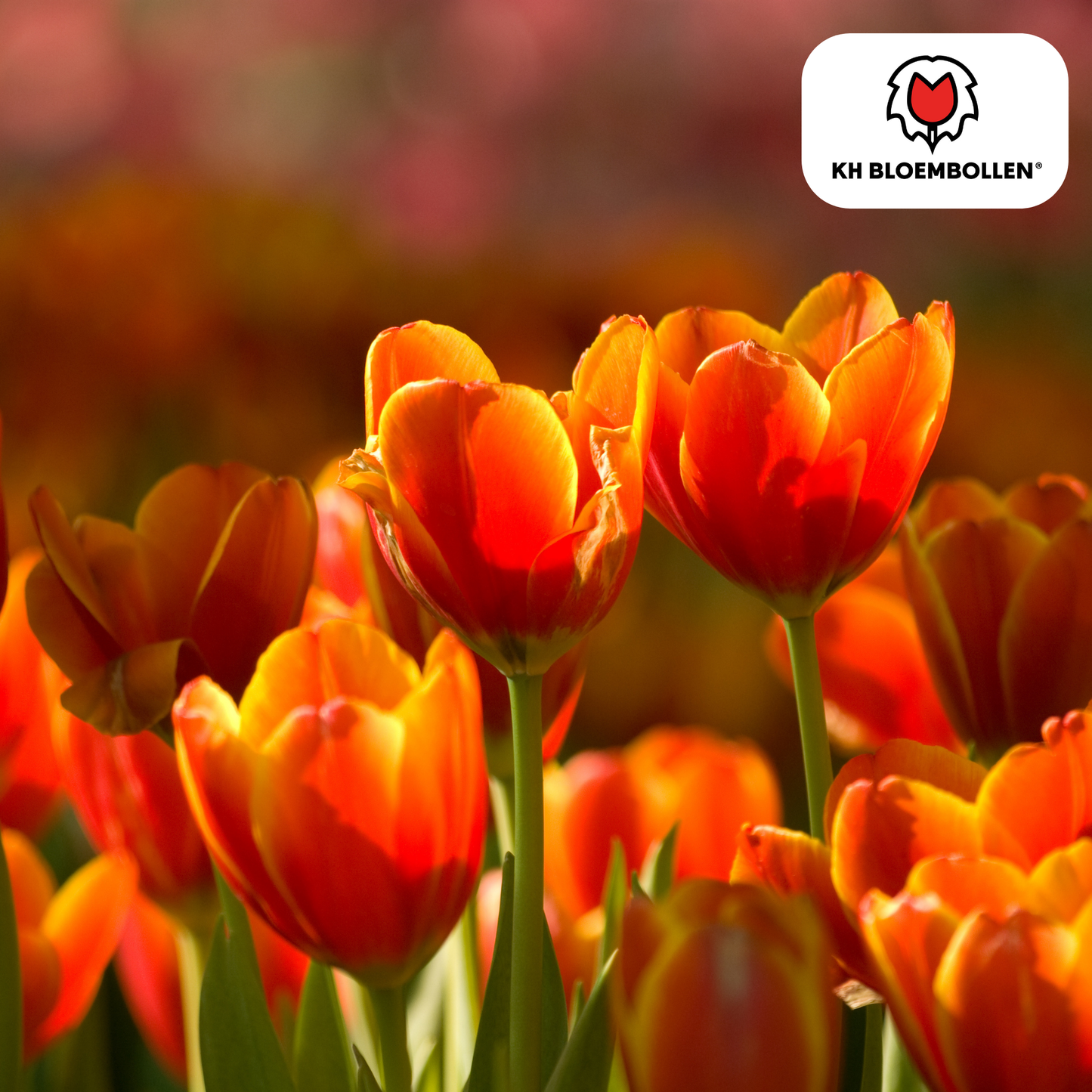 🌷 Tulpenbollen ‘Dafeng’ – Oranje Grootbloemige Tulp (20 Stuks)