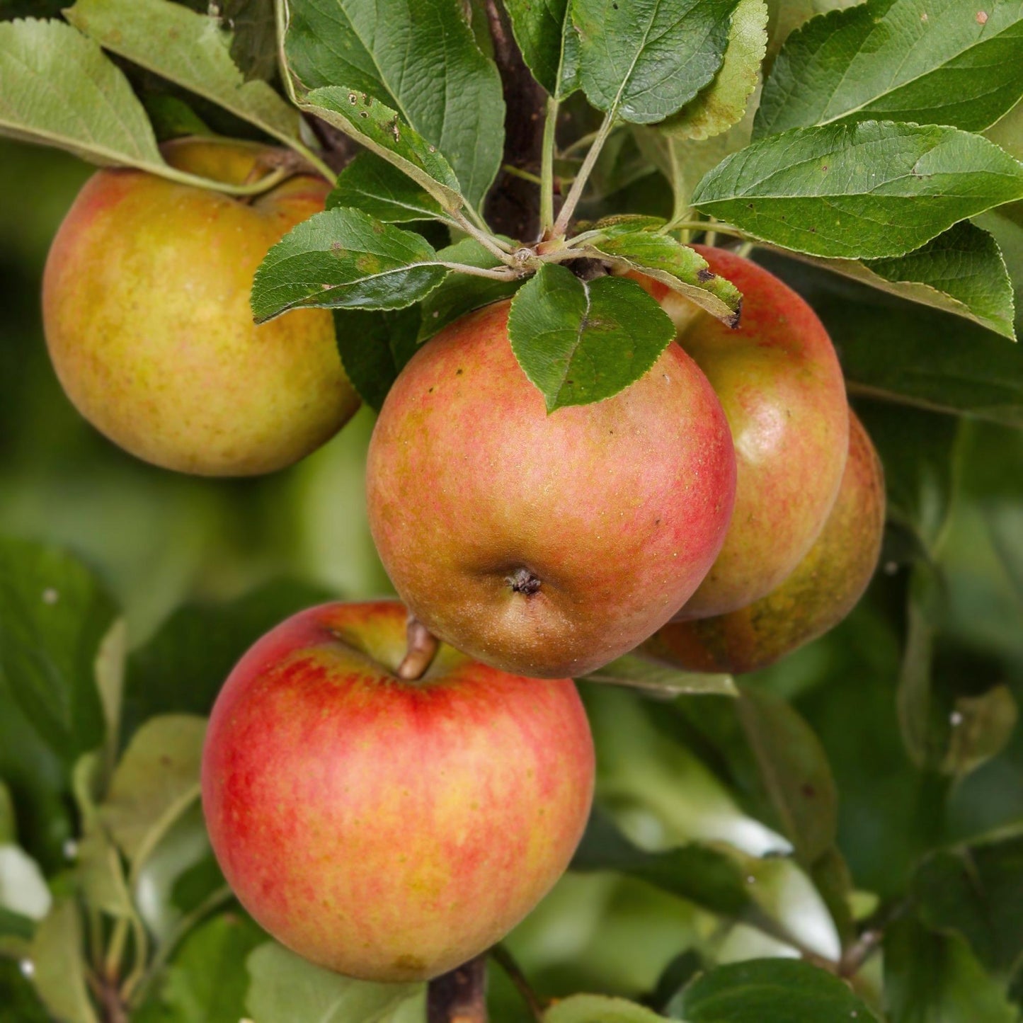 🍏 Malus domestica ‘Elstar’ – Appelboom