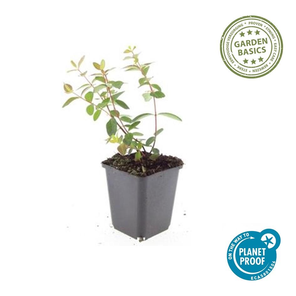 🌿 Hypericum dummeri ‘Peter Dummer’ – Winterharde Geelbloeiende Bodembedekker (6 stuks)