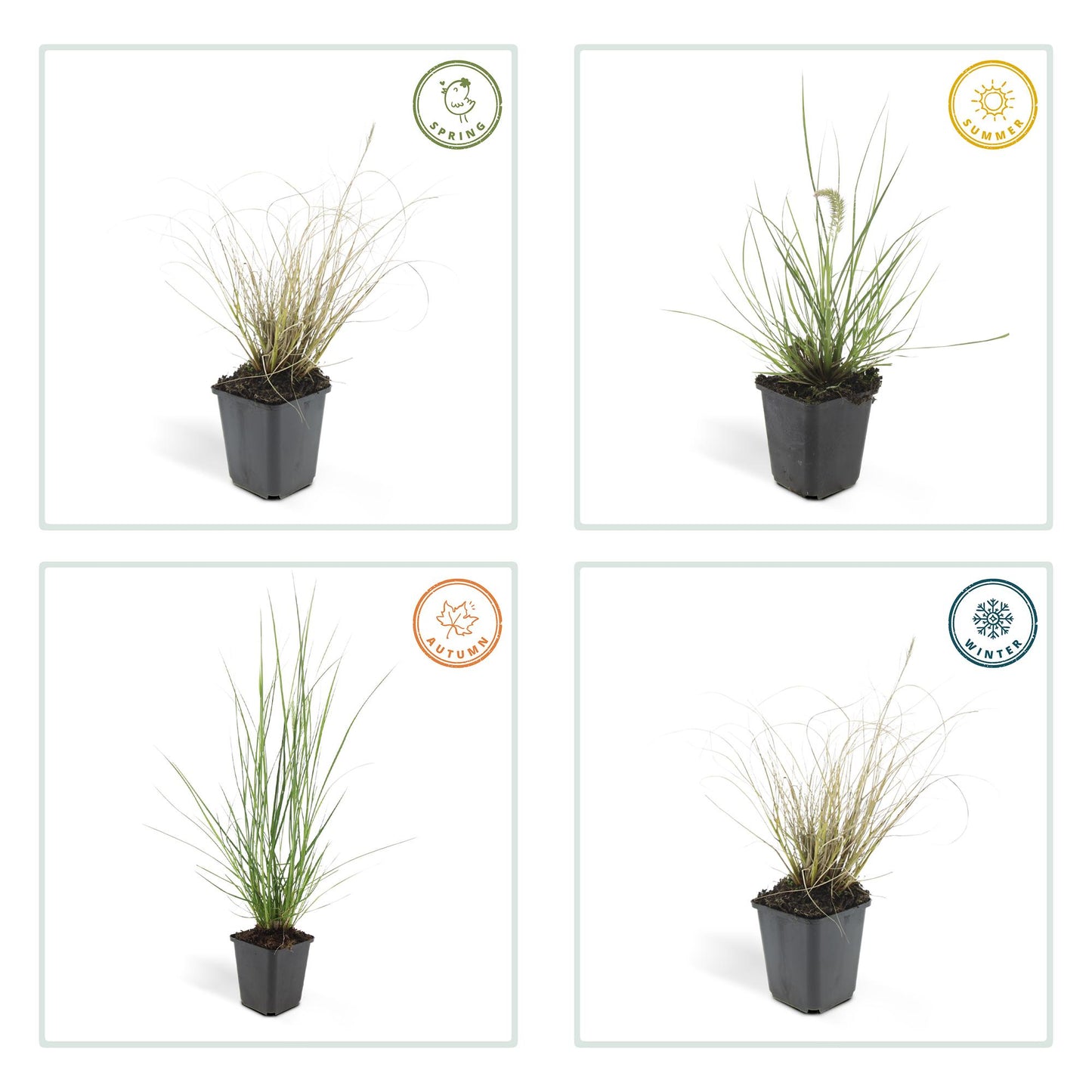 🌾 Pennisetum alopecuroides 'Hameln' – Lampenpoetsersgras (48 stuks)