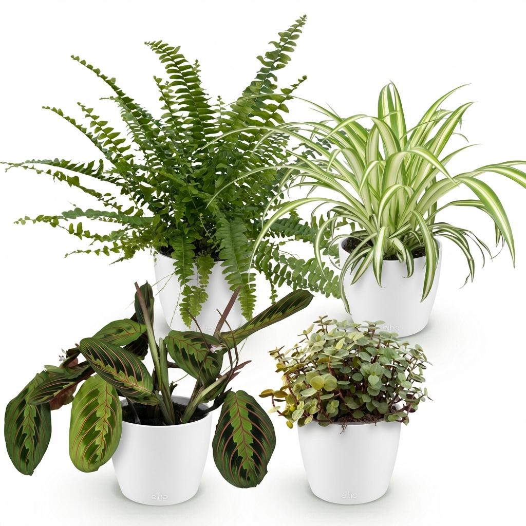 🌿 Chlorophytum – Maranta – Callisia – Nephrolepis | set van 4 stuks