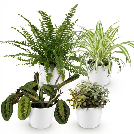🌿 Chlorophytum – Maranta – Callisia – Nephrolepis | set van 4 stuks