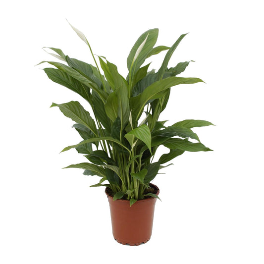 🌿 Spathiphyllum ‘Torelli’ | Grote Lepelplant met Witte Bloemen