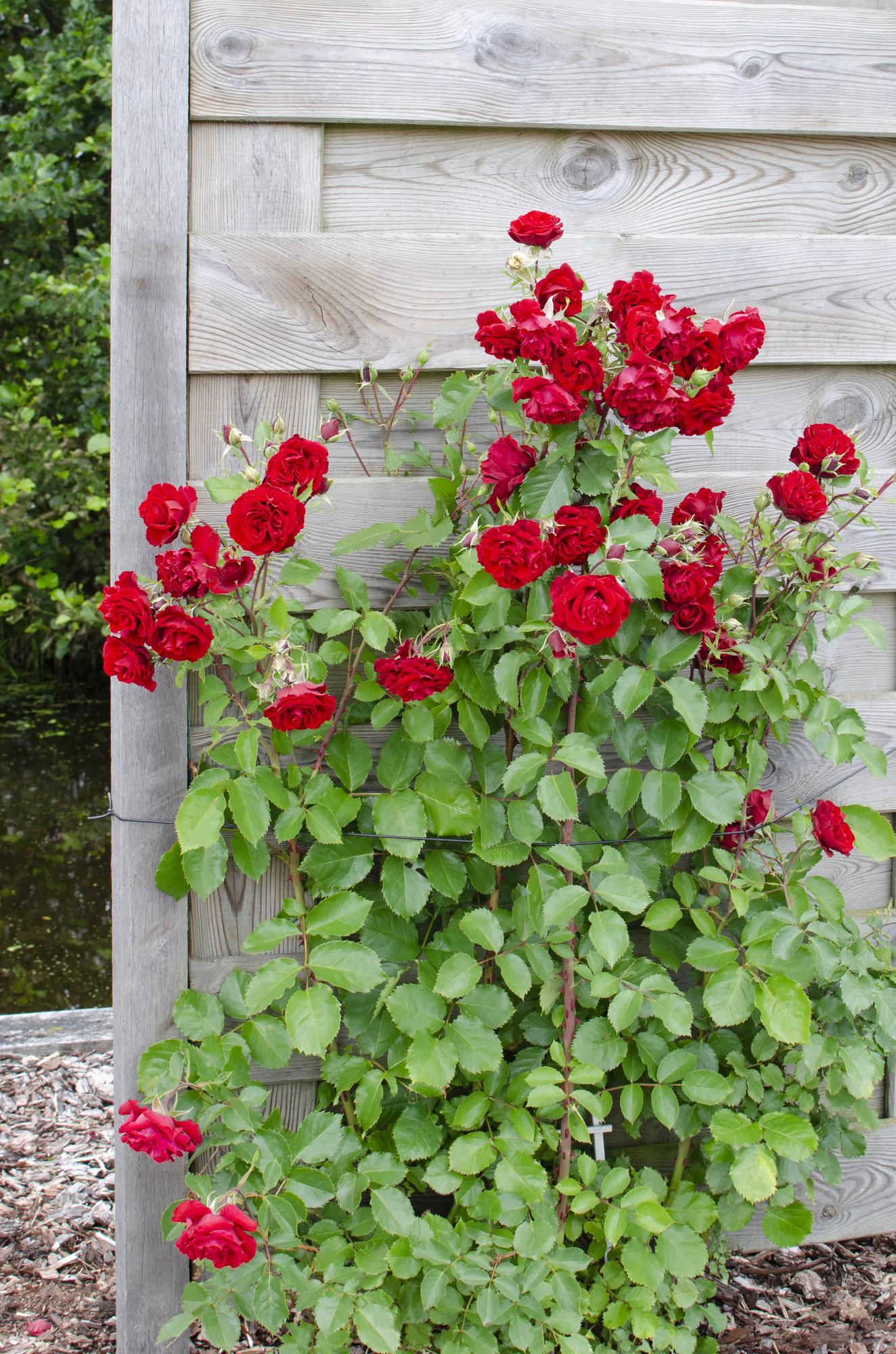 🌹 Rosa Mix – Kleurrijke Klimrozen Mix | (3 stuks)