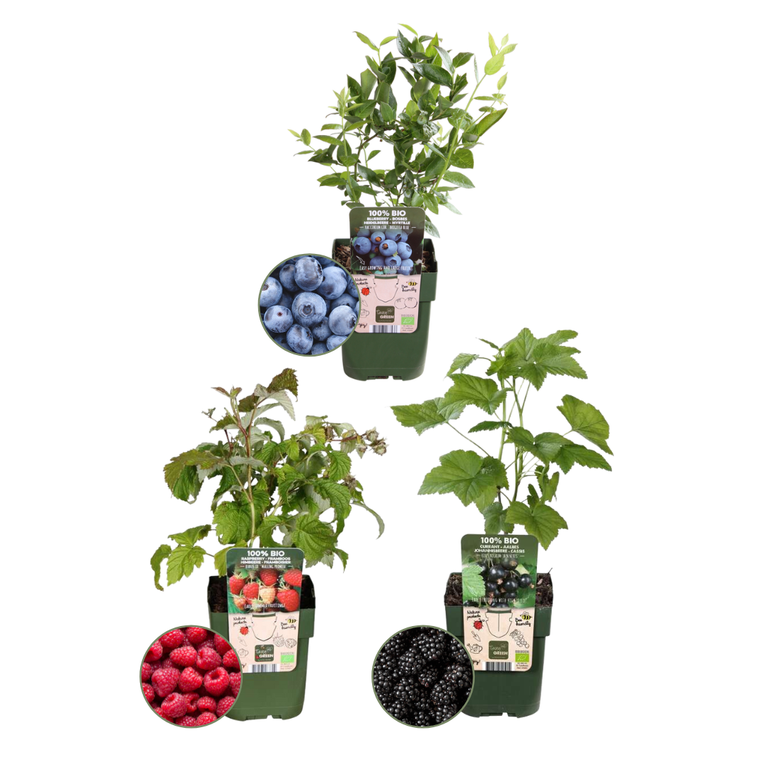 🍇 BIO Fruitplanten Mix ‘Vruchten Feestje’ (3 Stuks)